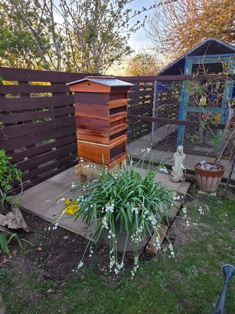 A cedar wood National beehive freshly treated with raw linseed oil, resting on a wooden stand with a potted plant in the foreground and a garden fence behind.