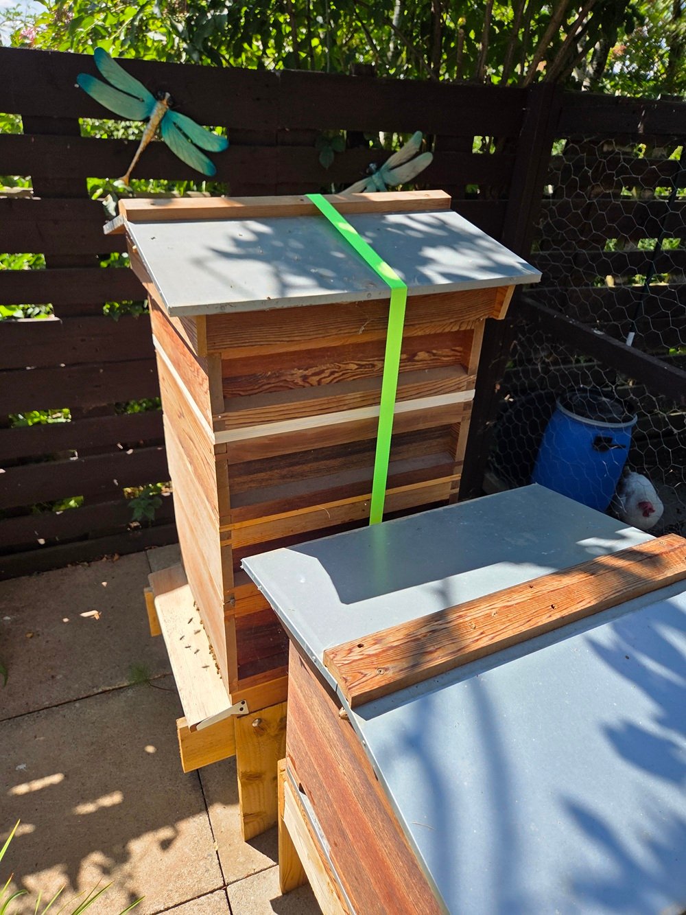 A cedar wood National beehive secured with a bright green ratchet strap for weather protection, sitting in an apiary next to another hive.