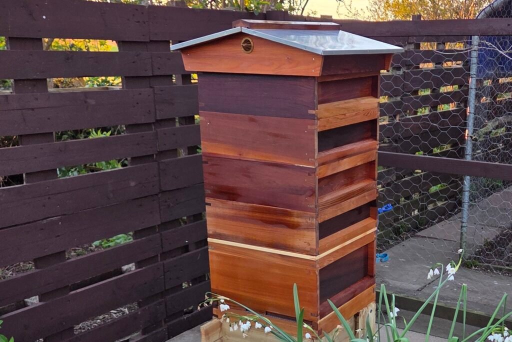 British National cedar beehive standing in a garden next to a wooden fence.