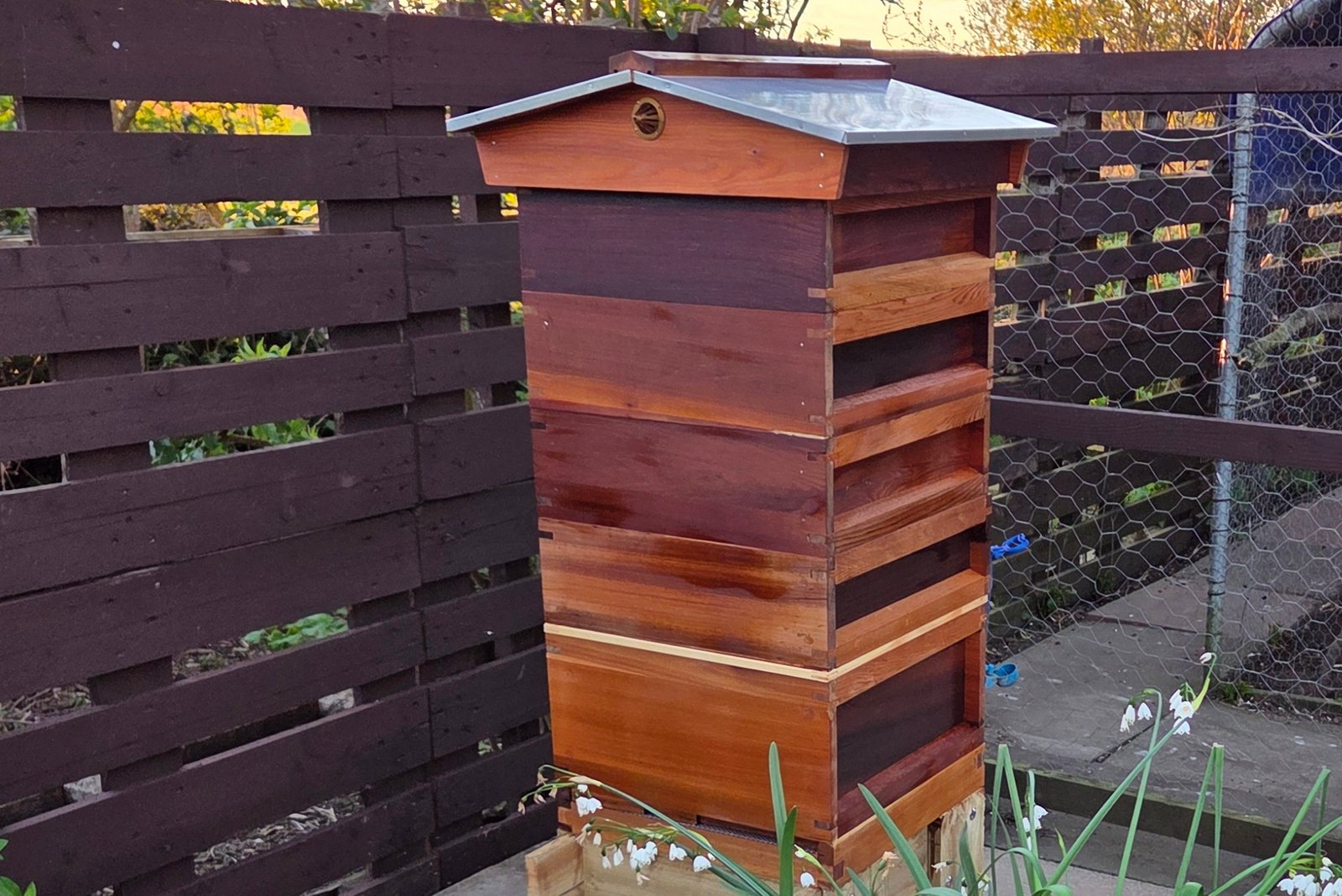 Cedar British National beehive treated with linseed oil in a UK garden apiary.