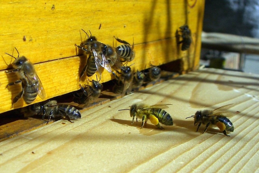 Worker honeybees landing at a wooden hive entrance carrying bright yellow pollen loads on their legs.