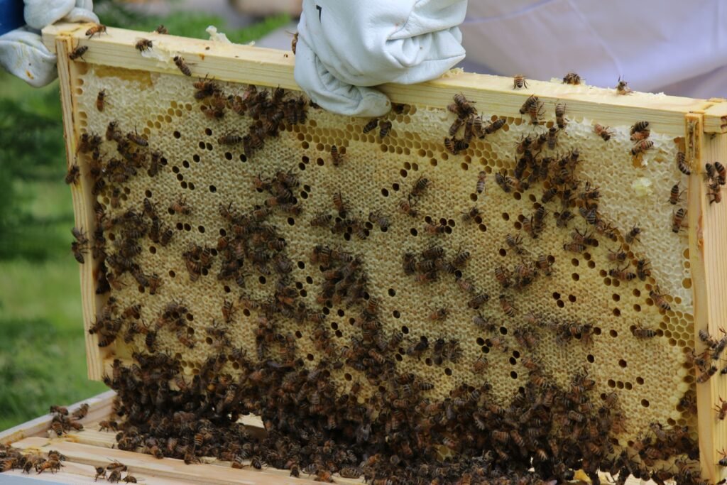 Beekeeper in white protective gloves holding up a wooden hive frame with worker bees and capped brood cells.