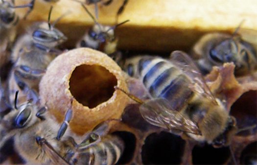 Worker bees surrounding an open, empty queen play cup on honeycomb.