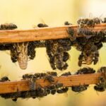Honeybees clustered around downward-facing queen cells built along the bottom bar of a wooden hive frame