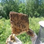 Beekeeper holding up a brood comb showing a healthy pattern of capped worker brood and nurse bees.