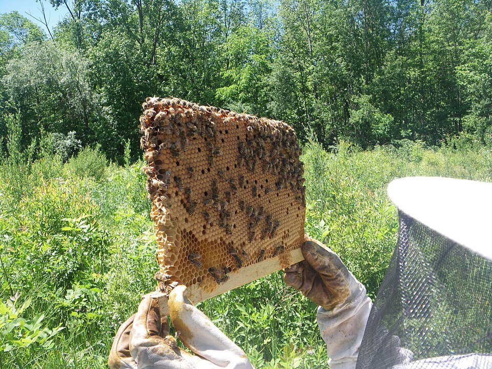 Beekeeper holding up a brood comb showing a healthy pattern of capped worker brood and nurse bees.