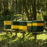 A row of painted beehives sitting on a wooden stand in a sunny woodland apiary.