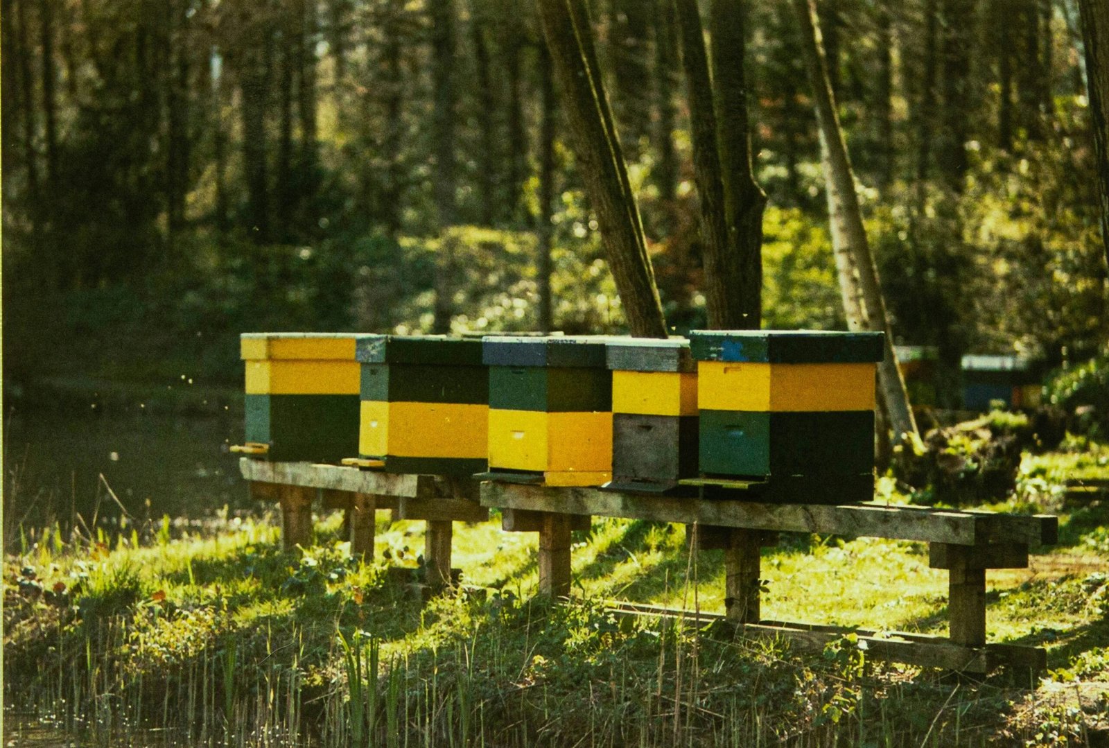 A row of painted beehives sitting on a wooden stand in a sunny woodland apiary.