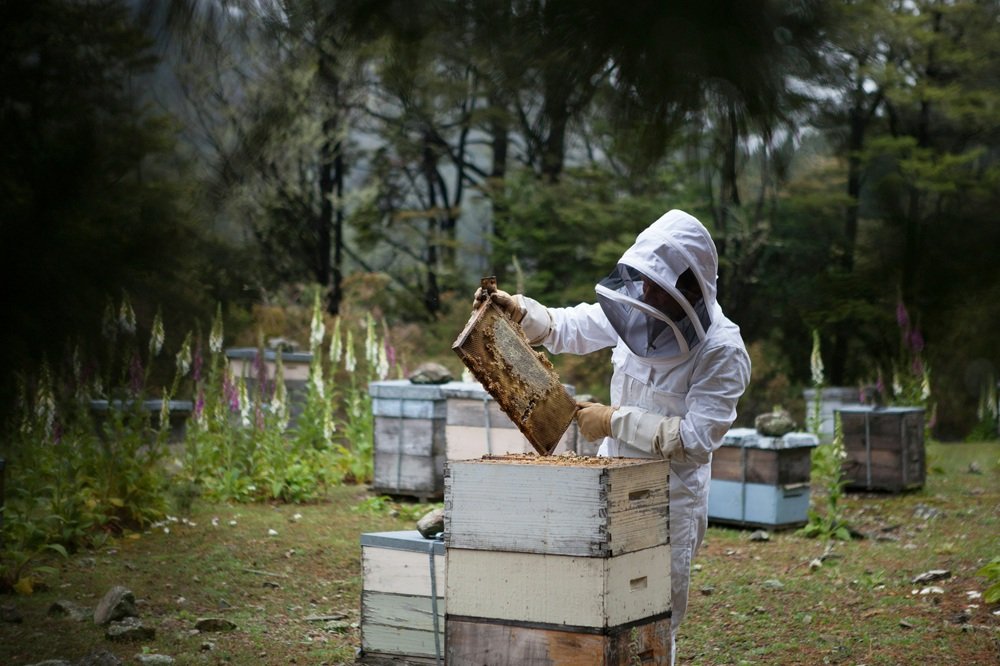 Beekeeper in a white protective suit inspecting a honeycomb frame during a practical beekeeping course.