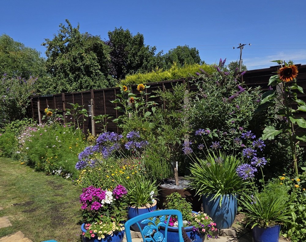 A vibrant UK pollinator garden in full summer bloom, featuring tall sunflowers, purple agapanthus in blue pots, and a variety of bee-friendly forage plants.
