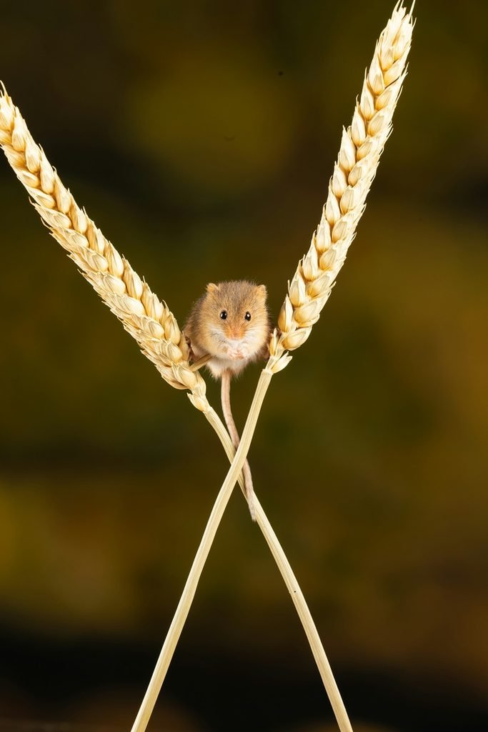 Tiny harvest mouse balancing between two wheat stalks in an autumn field